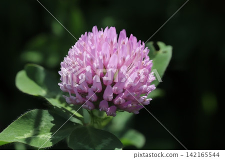 Pink red clover (Trifolium repens) flowers blooming in a spring field. Pink red clover (Trifolium repens) flowers blooming in a spring field. 142165544