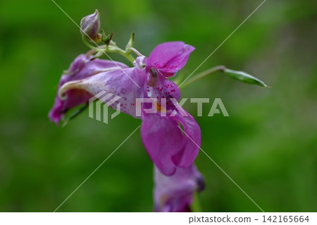 這朵花形似一艘漁船。 這朵花形似一艘漁船。 142165664