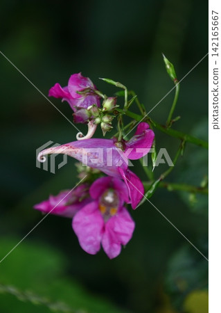 The flower resembles a fishing boat. The flower resembles a fishing boat. 142165667