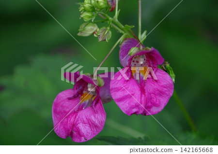 The flower resembles a fishing boat. The flower resembles a fishing boat. 142165668