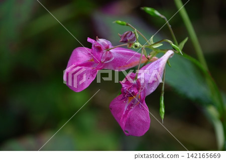The flower resembles a fishing boat. 142165669