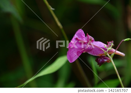 這朵花形似一艘漁船。 這朵花形似一艘漁船。 142165707