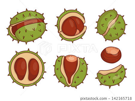 Cute Chestnut Collection With Whole, Open And Peeled Nuts In Spiky Green Husks. Isolated Colored Hand Drawn Doodle. Autumn Harvest. Vector Illustrations On White Background. Cute Chestnut Collection With Whole, Open And Peeled Nuts In Spiky Green Husks. Isolated Colored Hand Drawn Doodle. Autumn Harvest. Vector Illustrations On White Background. 142165718