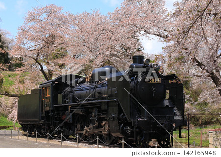 A steam locomotive and cherry blossoms at Iwadeyama Castle Ruins Park (Osaki City, Miyagi Prefecture) A steam locomotive and cherry blossoms at Iwadeyama Castle Ruins Park (Osaki City, Miyagi Prefecture) 142165948
