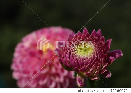 The dahlia garden was so emotionally moving that I lost my vocabulary. The dahlia garden was so emotionally moving that I lost my vocabulary. 142166071