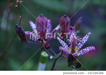A dignified and elegant flower A dignified and elegant flower 142166166