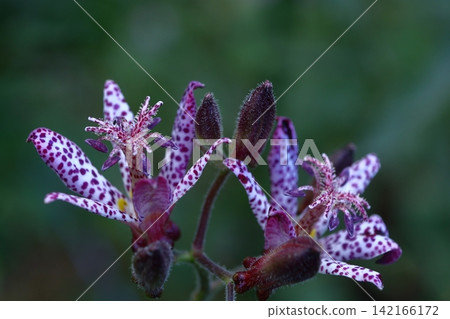 A dignified and elegant flower A dignified and elegant flower 142166172