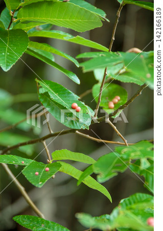 Quercus acutissima leaves with galls caused by the gall fungus Quercus acutissima. Quercus acutissima leaves with galls caused by the gall fungus Quercus acutissima. 142166189