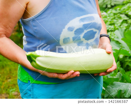 Woman gardener holding freshly harvested organic zucchini in summer vegetable garden. Farmer picking ripe green and light squash. Agriculture, healthy nutrition and lifestyle concept. Woman gardener holding freshly harvested organic zucchini in summer vegetable garden. Farmer picking ripe green and light squash. Agriculture, healthy nutrition and lifestyle concept. 142166387