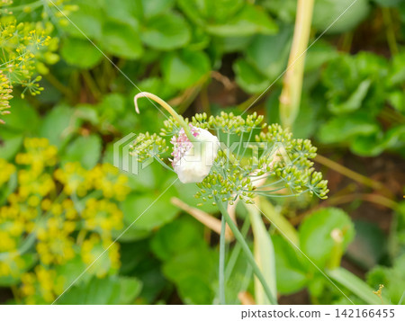 Garlic flowering in a vegetable garden. Close up of onion family plant with blooming white flower head. Organic agriculture, botany and farming concept for healthy food cultivation. Garlic flowering in a vegetable garden. Close up of onion family plant with blooming white flower head. Organic agriculture, botany and farming concept for healthy food cultivation. 142166455