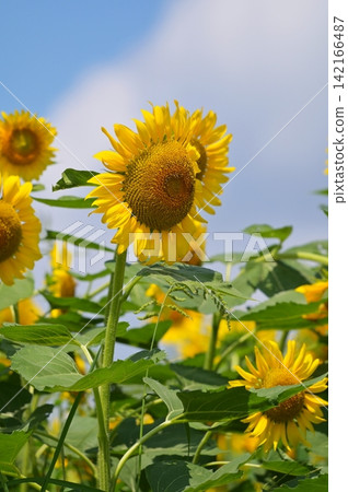 A healthy sunflower A healthy sunflower 142166487