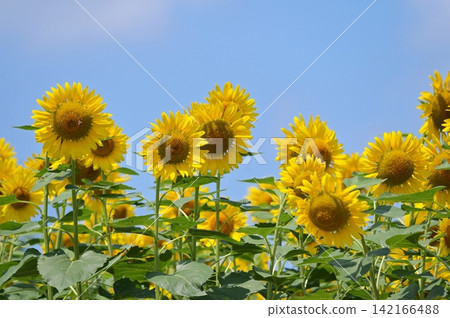 Sunflower in the blue sky 142166488