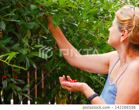 Woman harvesting fresh ripe cherry from tree in garden. Farmer picking organic fruit during summer season. Manual labor on farm, healthy lifestyle and natural food concept. Woman harvesting fresh ripe cherry from tree in garden. Farmer picking organic fruit during summer season. Manual labor on farm, healthy lifestyle and natural food concept. 142166586