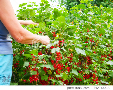 Woman picking ripe red currant from bush in garden. Gardener harvesting organic berry during summer. Healthy food production, agriculture work and lifestyle concept for farming industry. Woman picking ripe red currant from bush in garden. Gardener harvesting organic berry during summer. Healthy food production, agriculture work and lifestyle concept for farming industry. 142166600