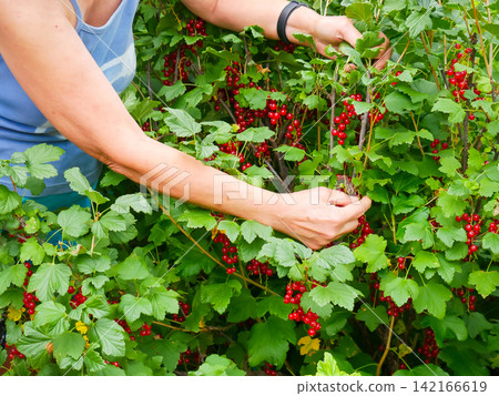 Woman picking ripe red currants from bush in summer garden. Gardener harvesting organic berries on farm. Fresh raw fruit, healthy vegan food, agriculture and seasonal work concept. Woman picking ripe red currants from bush in summer garden. Gardener harvesting organic berries on farm. Fresh raw fruit, healthy vegan food, agriculture and seasonal work concept. 142166619