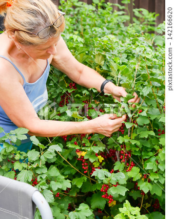 Woman picking ripe red currants from bush in summer garden. Gardener harvesting organic berries on farm. Fresh raw fruit, healthy vegan food, agriculture and seasonal work concept. Woman picking ripe red currants from bush in summer garden. Gardener harvesting organic berries on farm. Fresh raw fruit, healthy vegan food, agriculture and seasonal work concept. 142166620