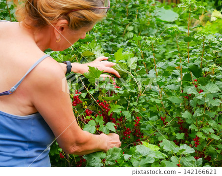 Woman picking ripe red currants from bush in summer garden. Gardener harvesting organic berries on farm. Fresh raw fruit, healthy vegan food, agriculture and seasonal work concept. Woman picking ripe red currants from bush in summer garden. Gardener harvesting organic berries on farm. Fresh raw fruit, healthy vegan food, agriculture and seasonal work concept. 142166621