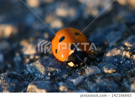 Vibrant ladybug rests on a stone surface under warm sunlight in a tranquil garden setting 142166665