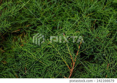 Exploring the lush green textures of cedar foliage in a peaceful forest setting on a bright sunny day Exploring the lush green textures of cedar foliage in a peaceful forest setting on a bright sunny day 142166679