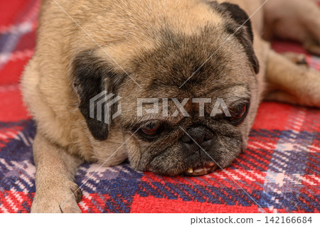 Pug resting on cozy plaid blanket in a warm room during a lazy afternoon Pug resting on cozy plaid blanket in a warm room during a lazy afternoon 142166684