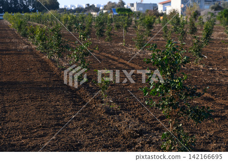 Young coffee plants thrive under the bright sun in expansive field near serene 142166695