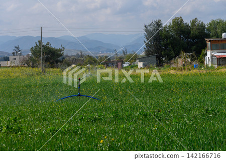 Green fields flourish under a warm sun with a sprinkler dancing in the breeze near distant mountains Green fields flourish under a warm sun with a sprinkler dancing in the breeze near distant mountains 142166716