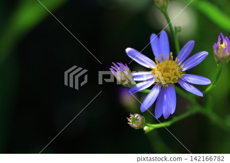 A pale purple flower that blooms during the full moon A pale purple flower that blooms during the full moon 142166782