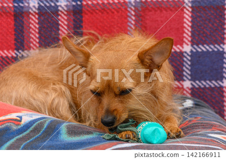 A sleepy dog cuddles with a soft toy on a cozy, colorful blanket in a warm indoor setting during a relaxing afternoon A sleepy dog cuddles with a soft toy on a cozy, colorful blanket in a warm indoor setting during a relaxing afternoon 142166911
