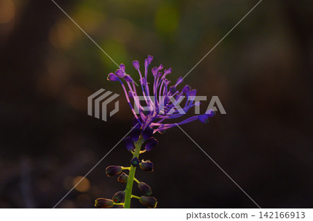Delicate purple flower blooms in serene forest light at dusk, revealing nature's intricate details and beauty Delicate purple flower blooms in serene forest light at dusk, revealing nature's intricate details and beauty 142166913
