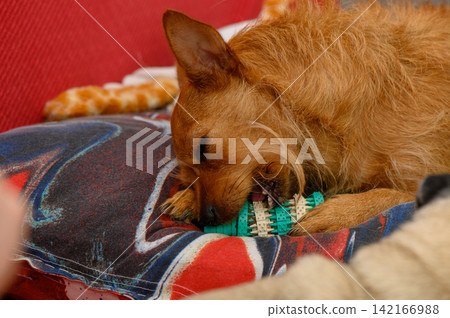 Enjoying a colorful chew toy on a cozy red couch Enjoying a colorful chew toy on a cozy red couch 142166988