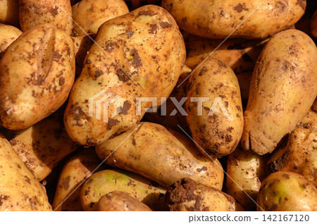 Freshly harvested potatoes resting on soil after a sunny day at the local farm during autumn's golden light Freshly harvested potatoes resting on soil after a sunny day at the local farm during autumn's golden light 142167120