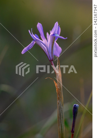 Delicate purple wildflower blooms amidst lush green grasses in a serene landscape during the golden Delicate purple wildflower blooms amidst lush green grasses in a serene landscape during the golden 142167347