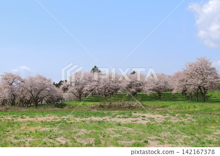 岩手山雜三北公園（宮城縣大崎市）的櫻花 142167378