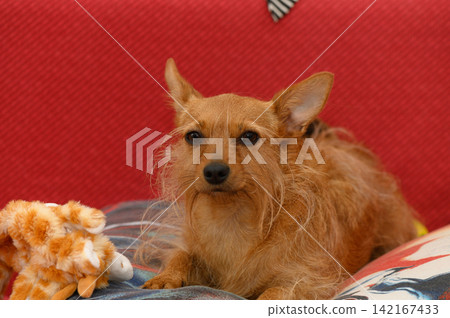 Cute little dog relaxing on a cozy couch surrounded by colorful toys and a warm atmosphere 142167433