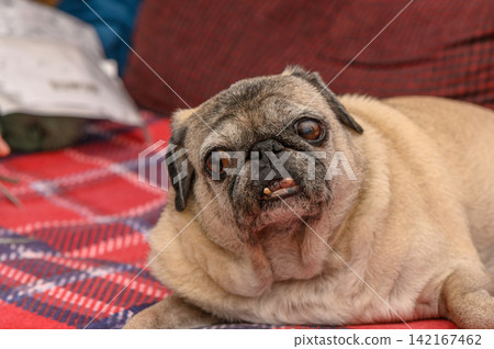 Charming pug relaxes in cozy setting with warm colors and inviting textures Charming pug relaxes in cozy setting with warm colors and inviting textures 142167462