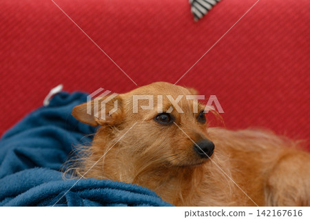 Curious dog resting on a cozy blanket in a charming living room filled with warmth and comfort Curious dog resting on a cozy blanket in a charming living room filled with warmth and comfort 142167616