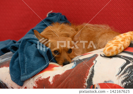 Lazy afternoon bliss: a cozy dog resting on a colorful pillow at home with blankets nearby Lazy afternoon bliss: a cozy dog resting on a colorful pillow at home with blankets nearby 142167625