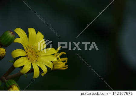 Japanese flowers are so understated and elegant. Japanese flowers are so understated and elegant. 142167671