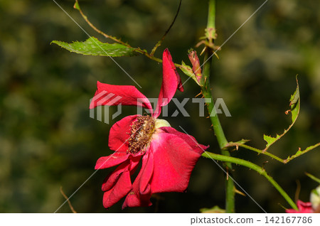 Beauty of a blooming red rose with green foliage in a serene garden setting during a sunny afternoon Beauty of a blooming red rose with green foliage in a serene garden setting during a sunny afternoon 142167786