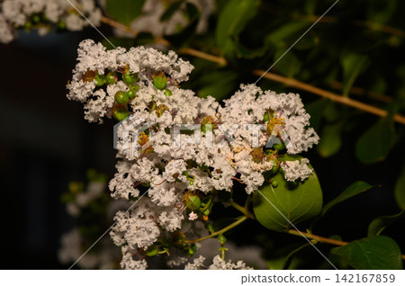 Bright white blossoms glow softly under the night sky, revealing delicate details and vibrant green leaves Bright white blossoms glow softly under the night sky, revealing delicate details and vibrant green leaves 142167859