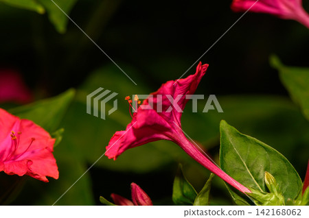 Vibrant pink flowers bloom amidst lush green leaves in a tranquil garden setting during early morning light Vibrant pink flowers bloom amidst lush green leaves in a tranquil garden setting during early morning light 142168062