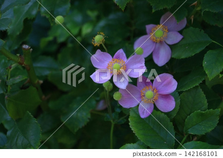 Blooming quietly in Noyama Blooming quietly in Noyama 142168101