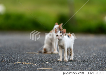 Stray cats of Yonaguni Island Stray cats of Yonaguni Island 142168149