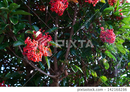 Fruit of coral roe Fruit of coral roe 142168286