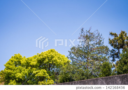 從春天到初夏,景色清新宜人:翠綠的新樹在藍天的襯托下舒展開來。 從春天到初夏,景色清新宜人:翠綠的新樹在藍天的襯托下舒展開來。 142168436