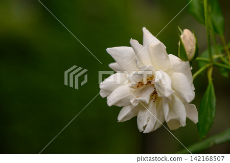 Close-up of a white rose in full bloom with a bud on a dark background Close-up of a white rose in full bloom with a bud on a dark background 142168507