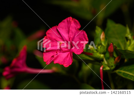 Vibrant pink flower blooms softly under the warm glow of the evening sun in a serene garden setting Vibrant pink flower blooms softly under the warm glow of the evening sun in a serene garden setting 142168515