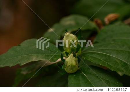 Close-up of unopened green flower buds nestled among lush leaves Close-up of unopened green flower buds nestled among lush leaves 142168517