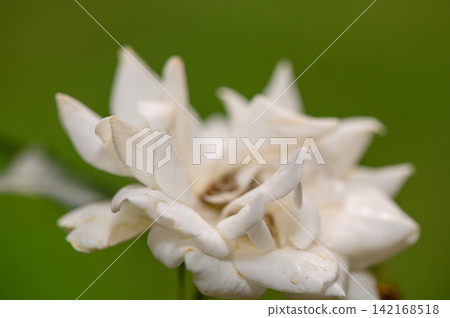Macro close-up of a blooming white rose against a blurred green background Macro close-up of a blooming white rose against a blurred green background 142168518