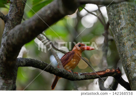 一隻琉球翠鳥正在覓食 一隻琉球翠鳥正在覓食 142168558